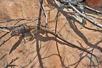 Plateau Tiger Whiptail