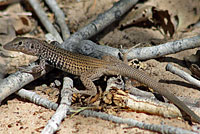 Plateau Tiger Whiptail