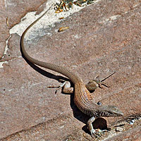 Plateau Tiger Whiptail