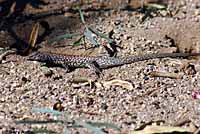 Sonoran Tiger Whiptail