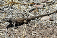 sonoran tiger whiptail