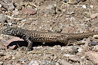 Sonoran Tiger Whiptail