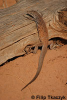 Plateau Tiger Whiptail