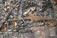 Lizard