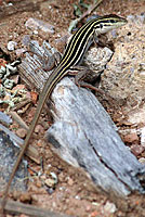 desert grassland whiptail