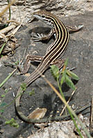 Lizard