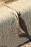 Sonoran Tiger Whiptail