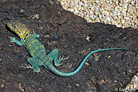 Eastern collared lizard