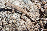 eastern zebra-tailed lizard