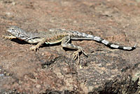 Western Zebra-tailed Lizard