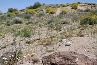 Western Zebra-tailed Lizard habitat