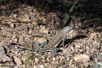 Eastern Zebra-tailed Lizard