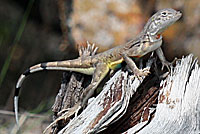 eastern zebra-tailed lizard