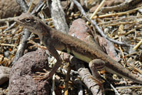 Eastern Zebra-tailed Lizard