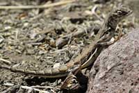 Eastern Zebra-tailed Lizard