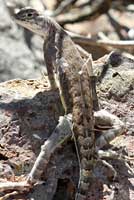 Eastern Zebra-tailed Lizard