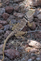 Sonoran Collared Lizard