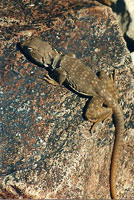 Sonoran Collared Lizard