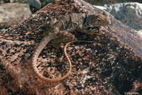 Sonoran Collared Lizard