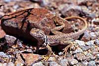 Sonoran Collared Lizard