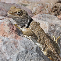 Sonoran Collared Lizard