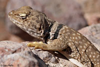 Sonoran Collared Lizard