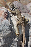 Sonoran Collared Lizard