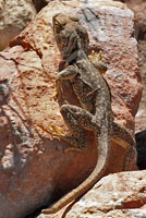 Sonoran Collared Lizard