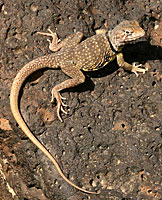 Sonoran Collared Lizard