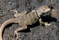 Sonoran Collared Lizard