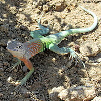 Chihuahuan Greater Earless Lizard