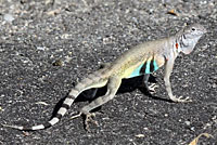 Lizard