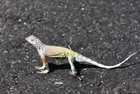 Chihuahuan Greater Earless Lizard