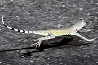 Chihuahuan Greater Earless Lizard