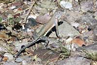 Chihuahuan Greater Earless Lizard