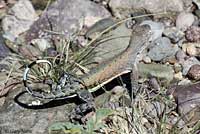 Chihuahuan Greater Earless Lizard