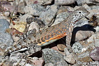 Chihuahuan Greater Earless Lizard