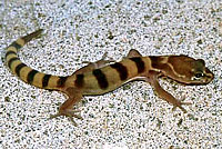 Tucson Banded Gecko