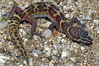 Tucson Banded Gecko