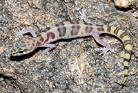 Lizard