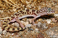 Tucson Banded Gecko