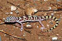 Tucson Banded Gecko