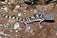 Tucson Banded Gecko