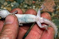 Tucson Banded Gecko