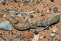 Tucson Banded Gecko