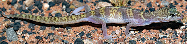 Tucson Banded Gecko