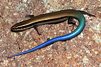 Mountain Skink