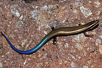 Mountain Skink