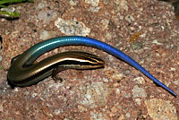 Mountain Skink