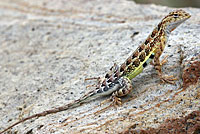 Sonoran Earless Lizard